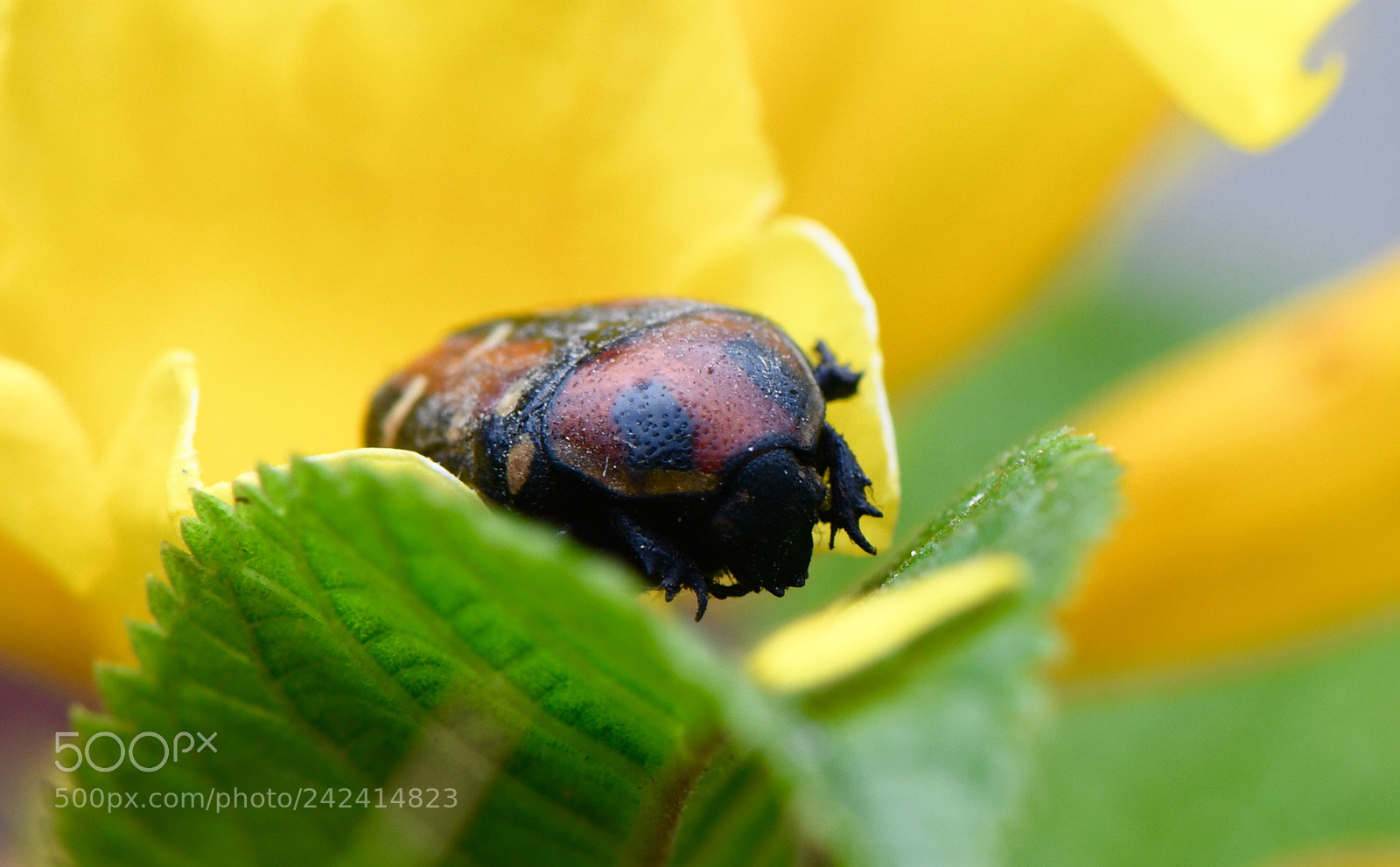 Nikon D850 sample photo. Micro world photography