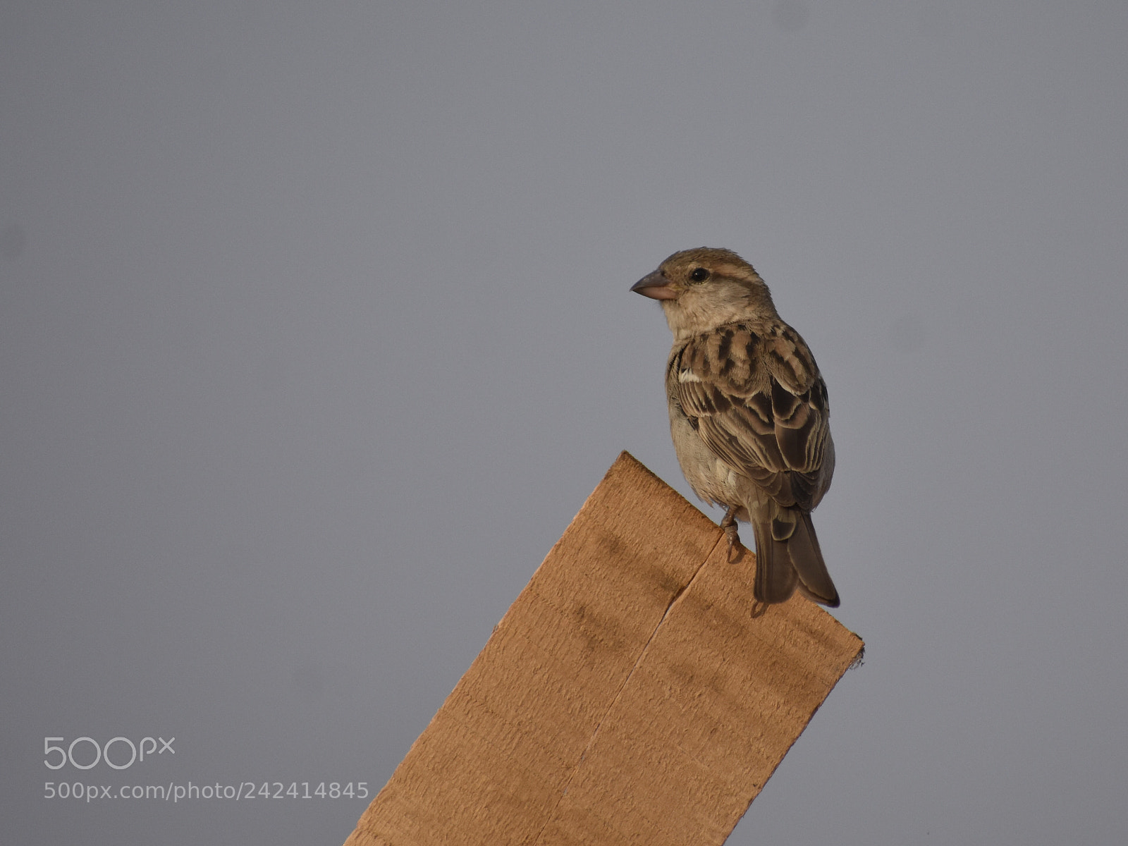 Nikon D3400 sample photo. Female sparrow photography