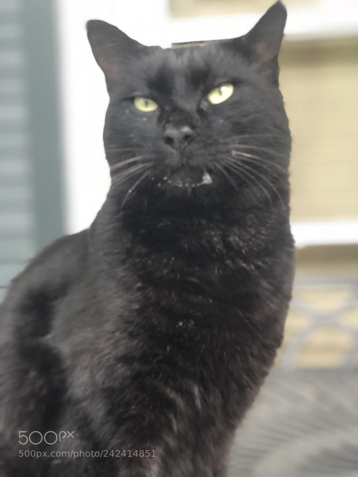 Apple iPhone 8 Plus sample photo. Untitled photography