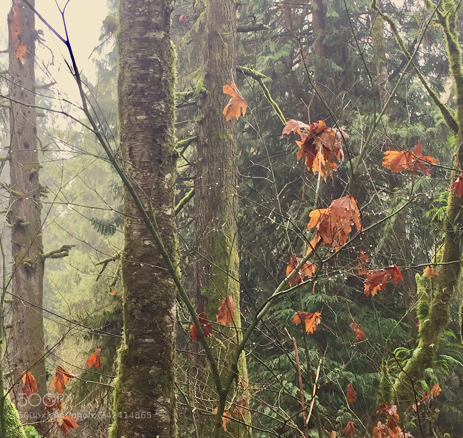 Apple iPhone 6 sample photo. Winter forest 3 photography