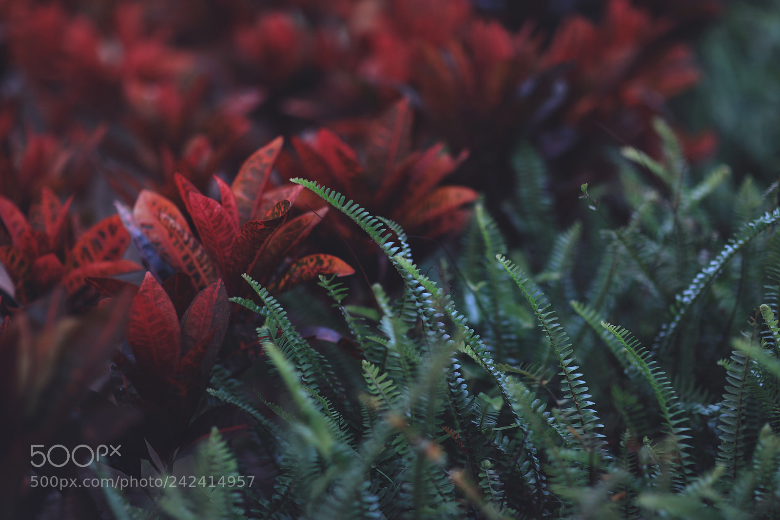 Canon EOS 5DS sample photo. Untitled photography