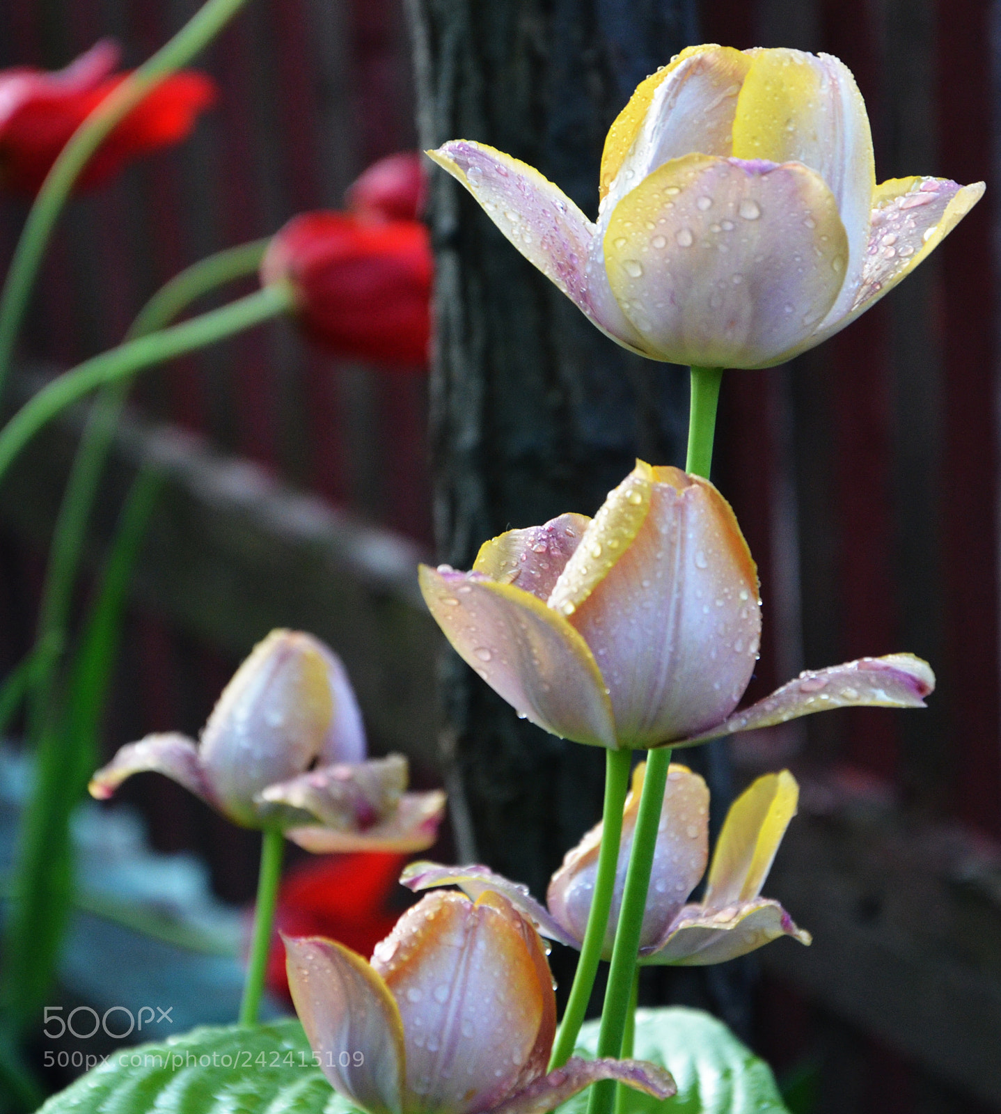 Nikon D5100 sample photo. Tulips in morning light photography