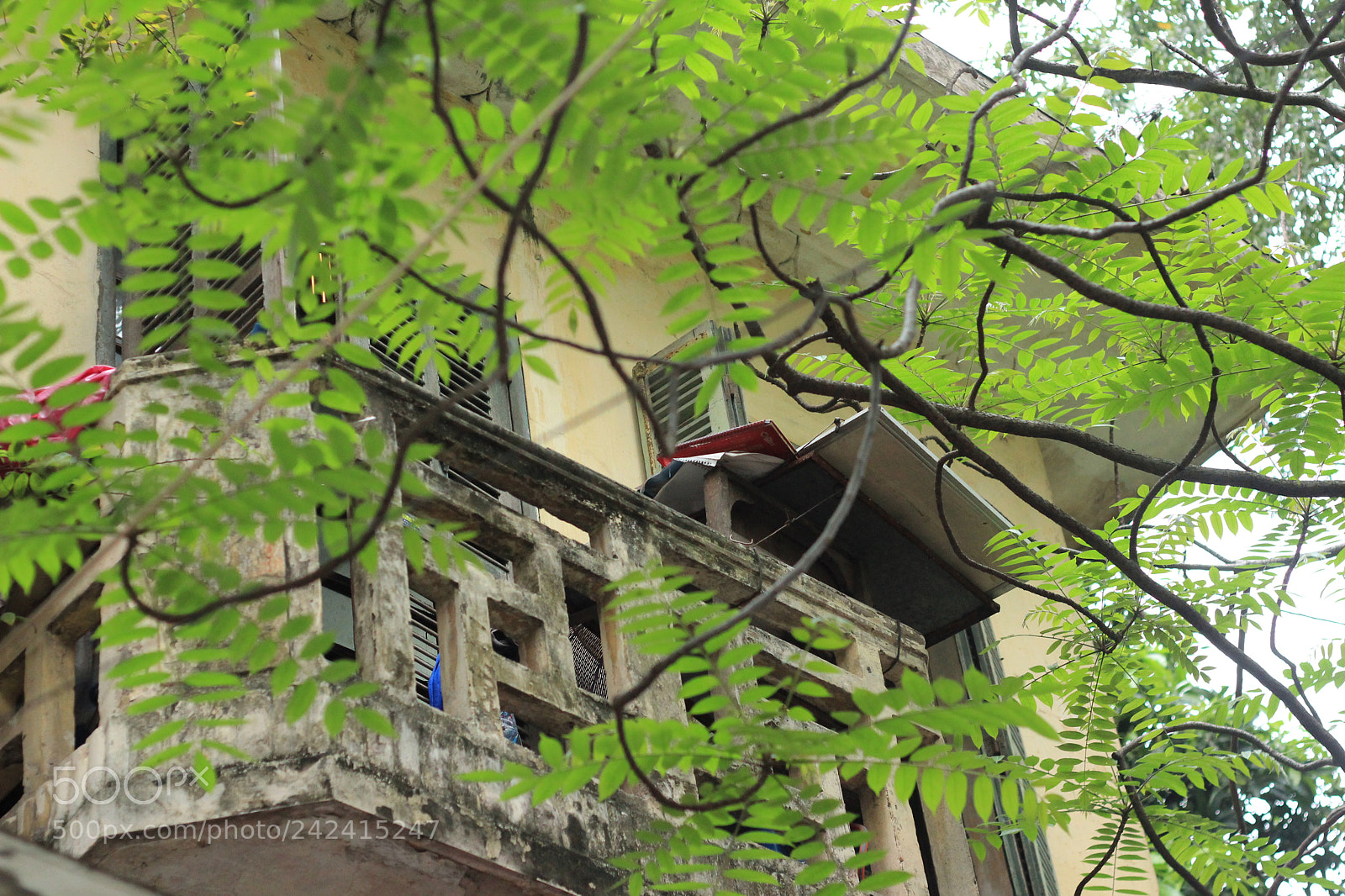 Canon EOS 600D (Rebel EOS T3i / EOS Kiss X5) + Canon EF 50mm F1.8 II sample photo. A tiny gentle corner photography