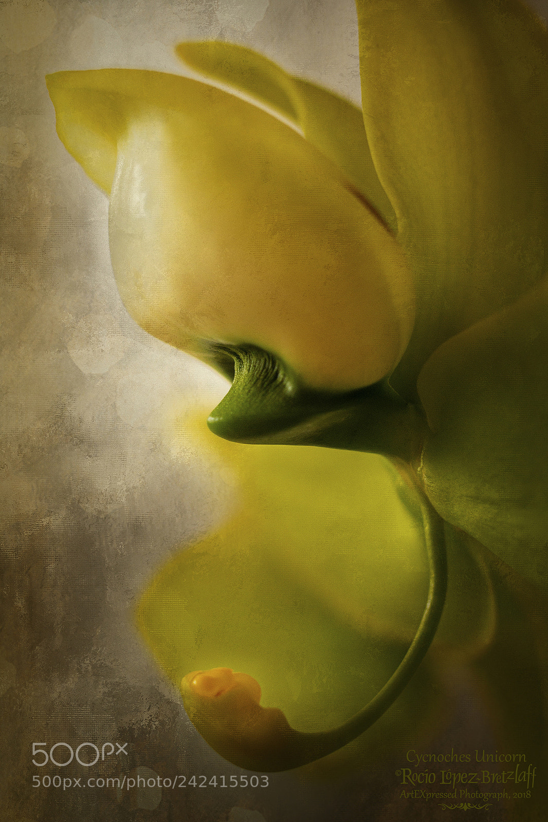 Canon EOS 60D sample photo. Cycnoches unicorn photography