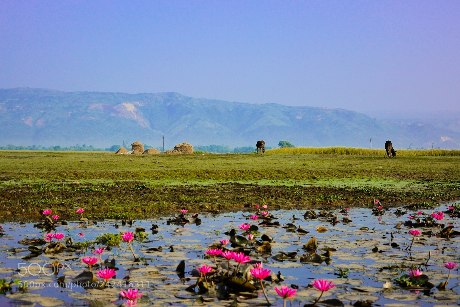 Nikon D7100 sample photo. Somewhere photography