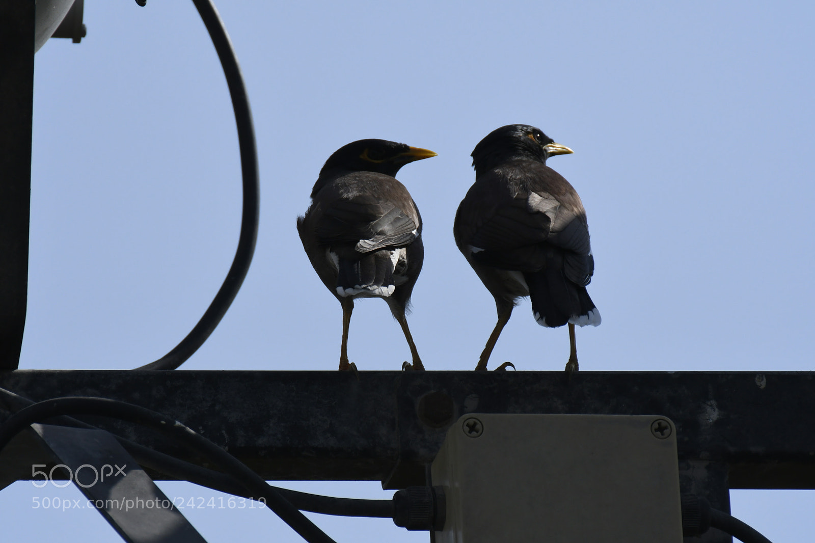 Nikon AF-S Nikkor 200-500mm F5.6E ED VR sample photo. Attention photography
