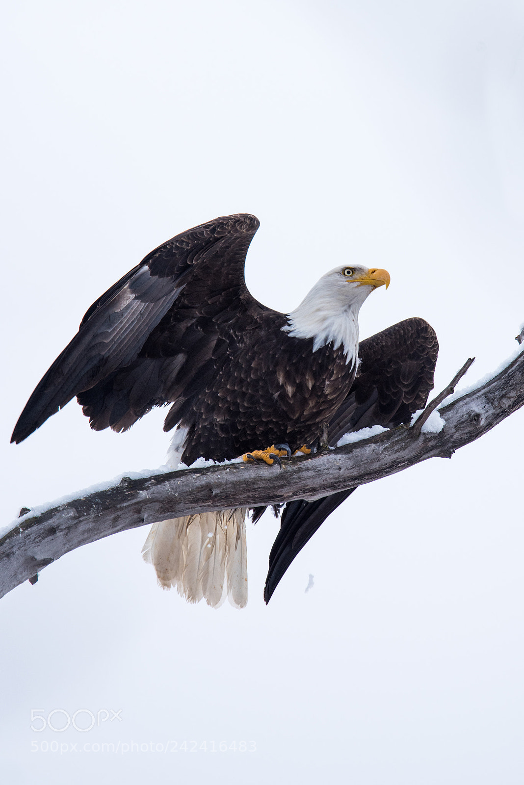 Nikon D810 sample photo. Eagle photography