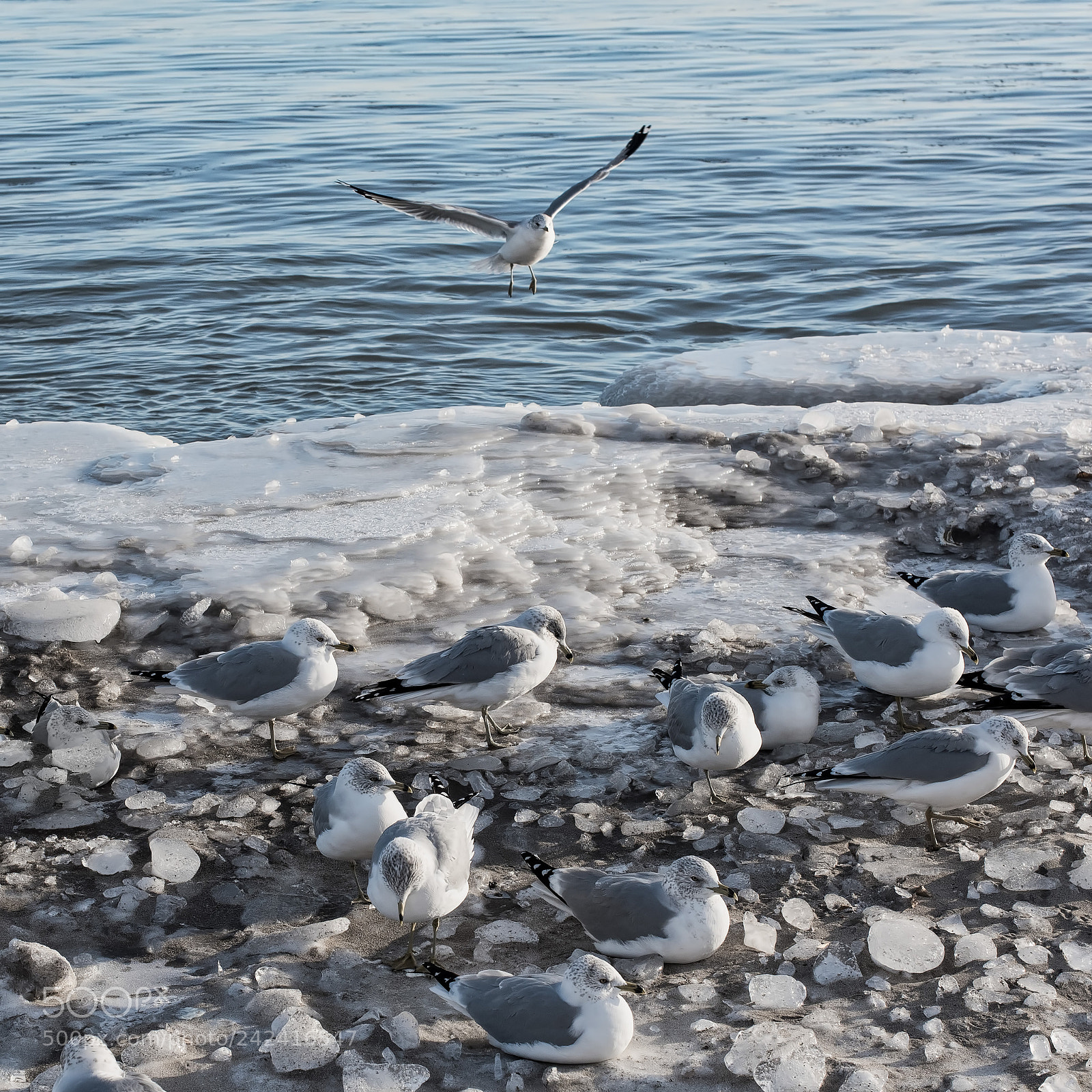 Nikon D810 sample photo. Landing zone photography
