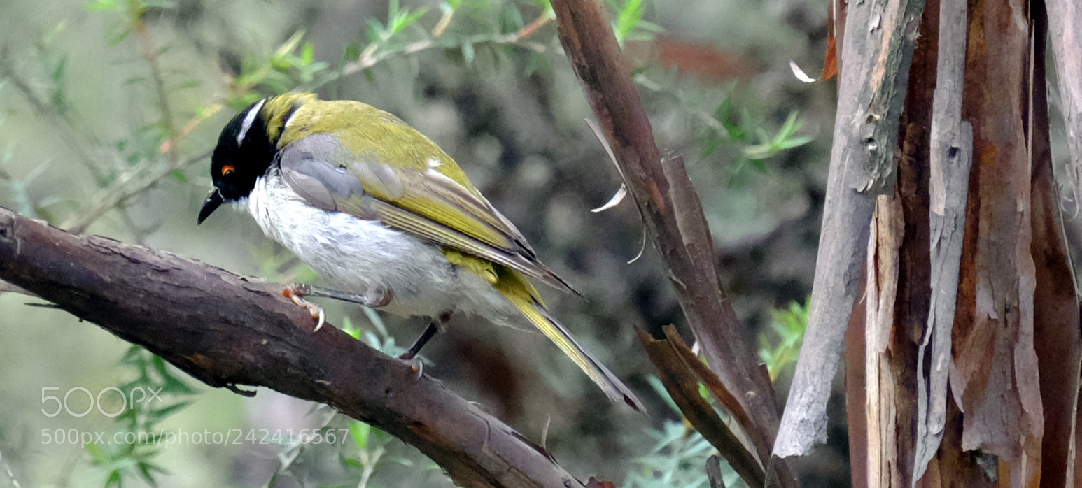 Fujifilm X-T1 sample photo. White-naped honeyeater photography
