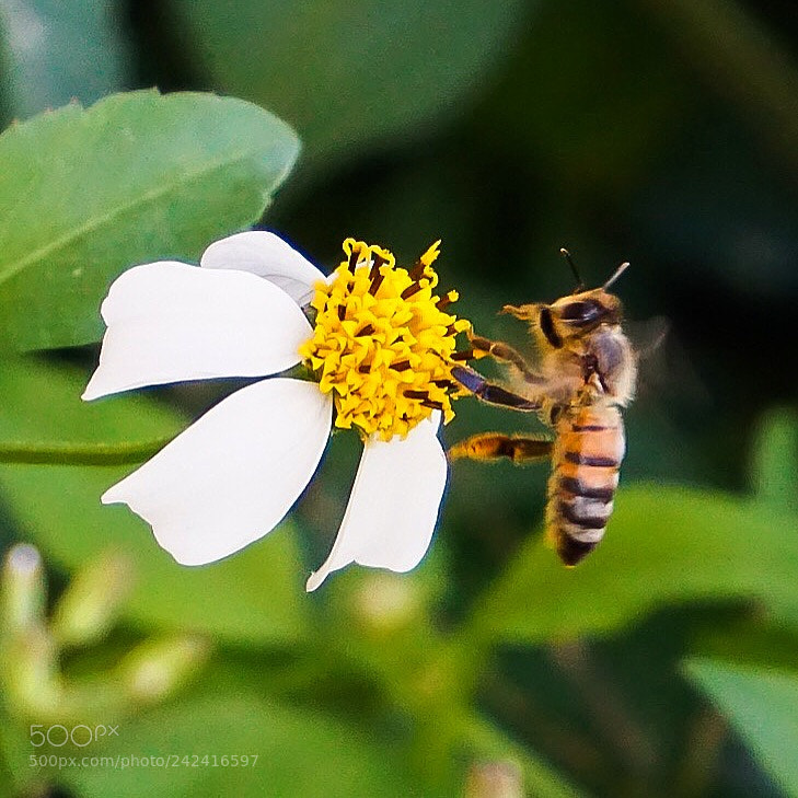 Sony a5100 sample photo. Bee photography