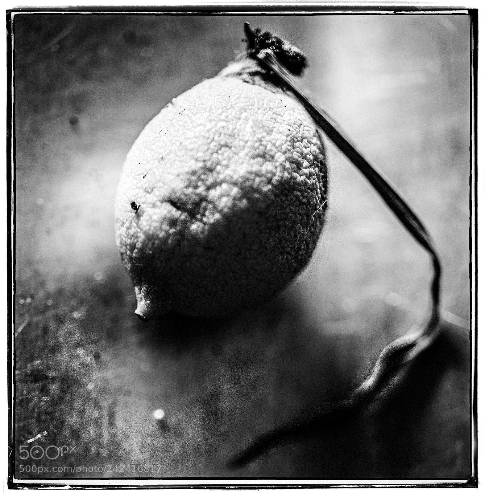 Sony a7 sample photo. Lemon fruit photography