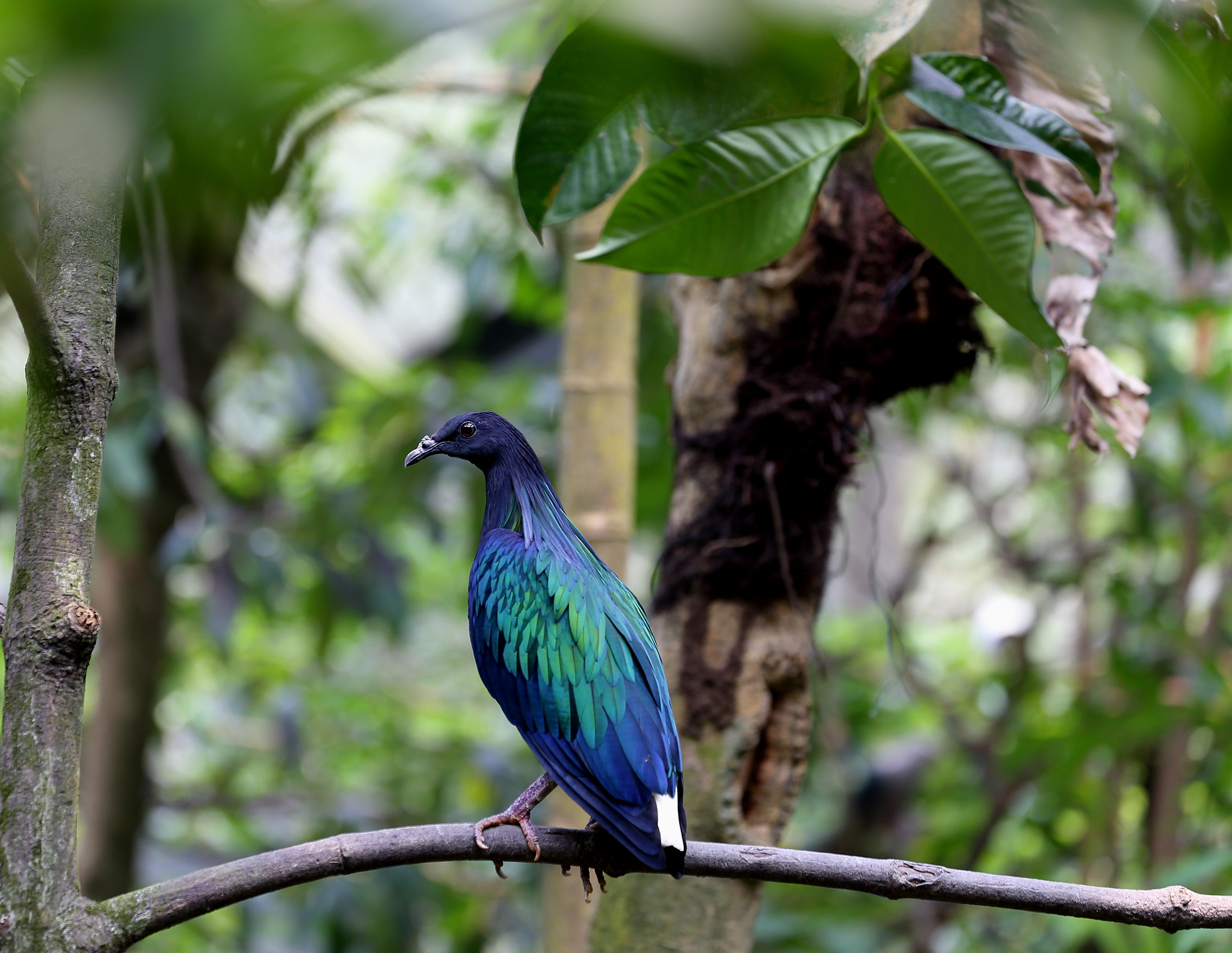 Canon EF 70-300mm F4-5.6L IS USM sample photo. Img a nicobar pigeon photography