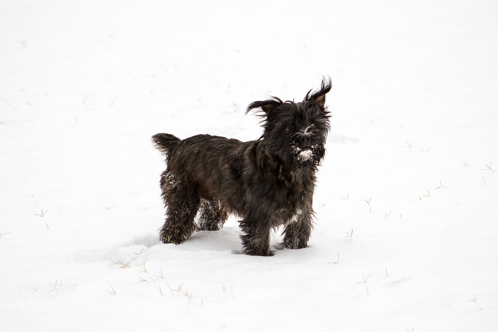 Canon EOS 60D sample photo. Oh hai doggie photography