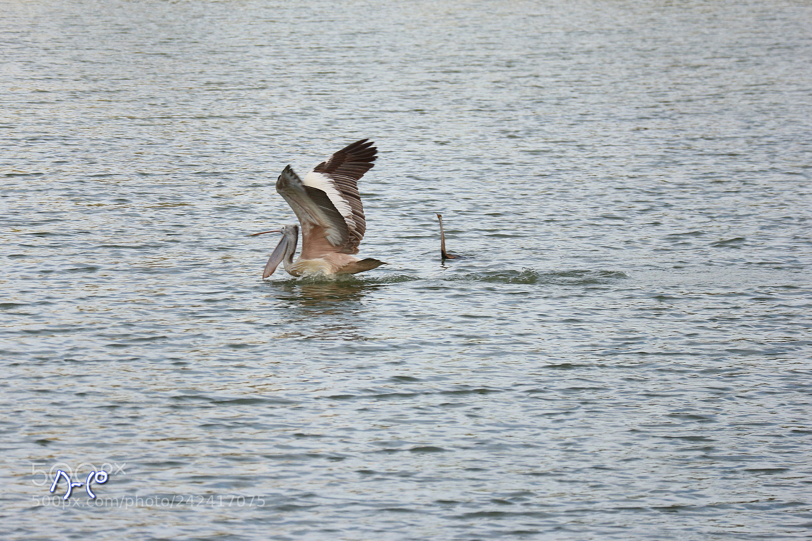 Canon EOS M10 sample photo. Pelican photography