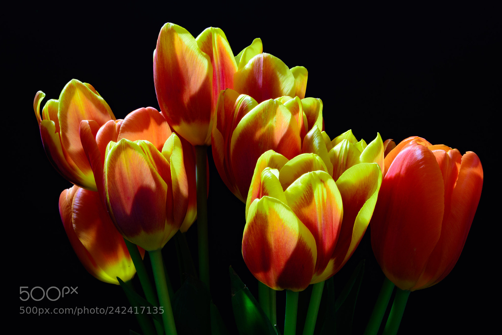 Nikon D7100 sample photo. Beautiful tulips.   photography