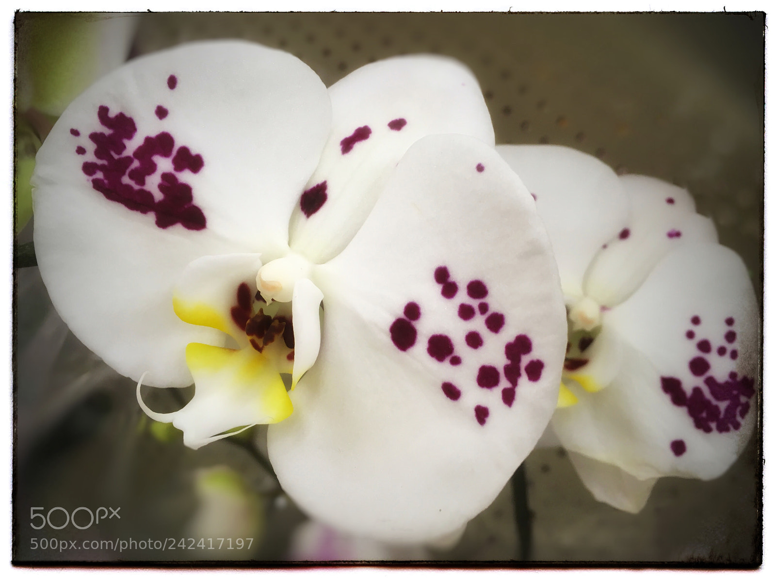 Apple iPhone SE sample photo. Orchids photography