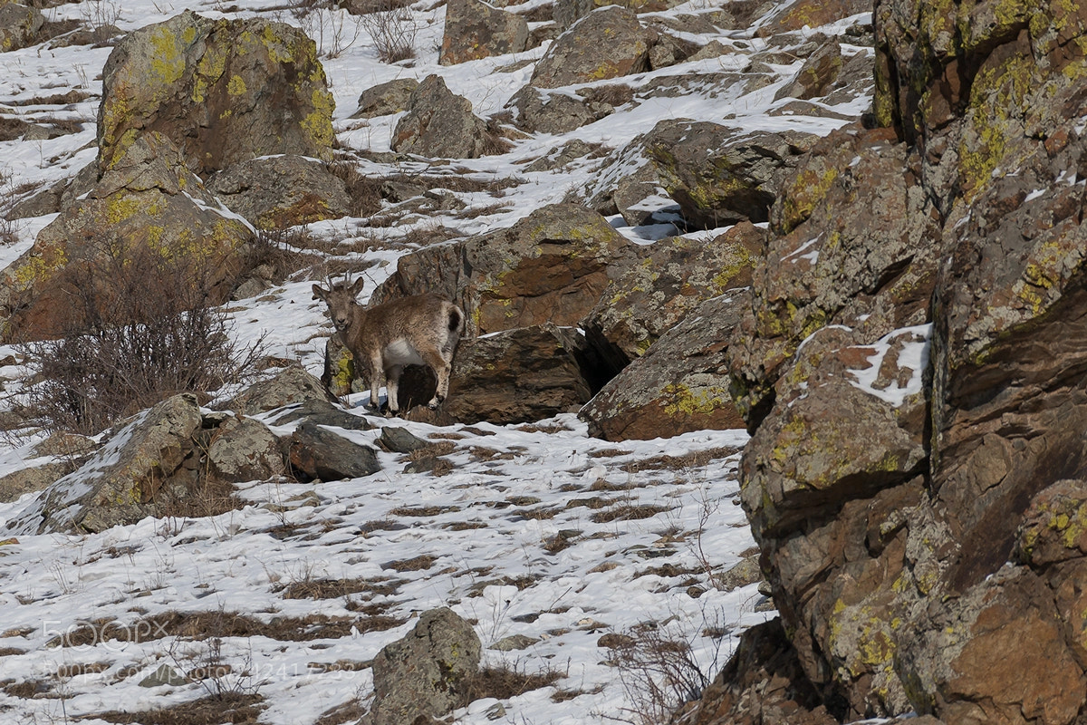 Nikon D800 sample photo. Mountain wild goat photography