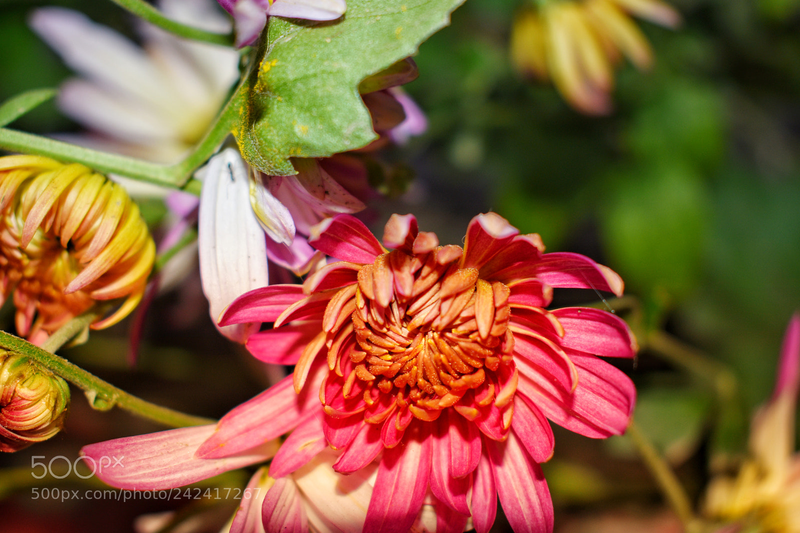 Nikon D3400 sample photo. Chrysanthemum flower photography