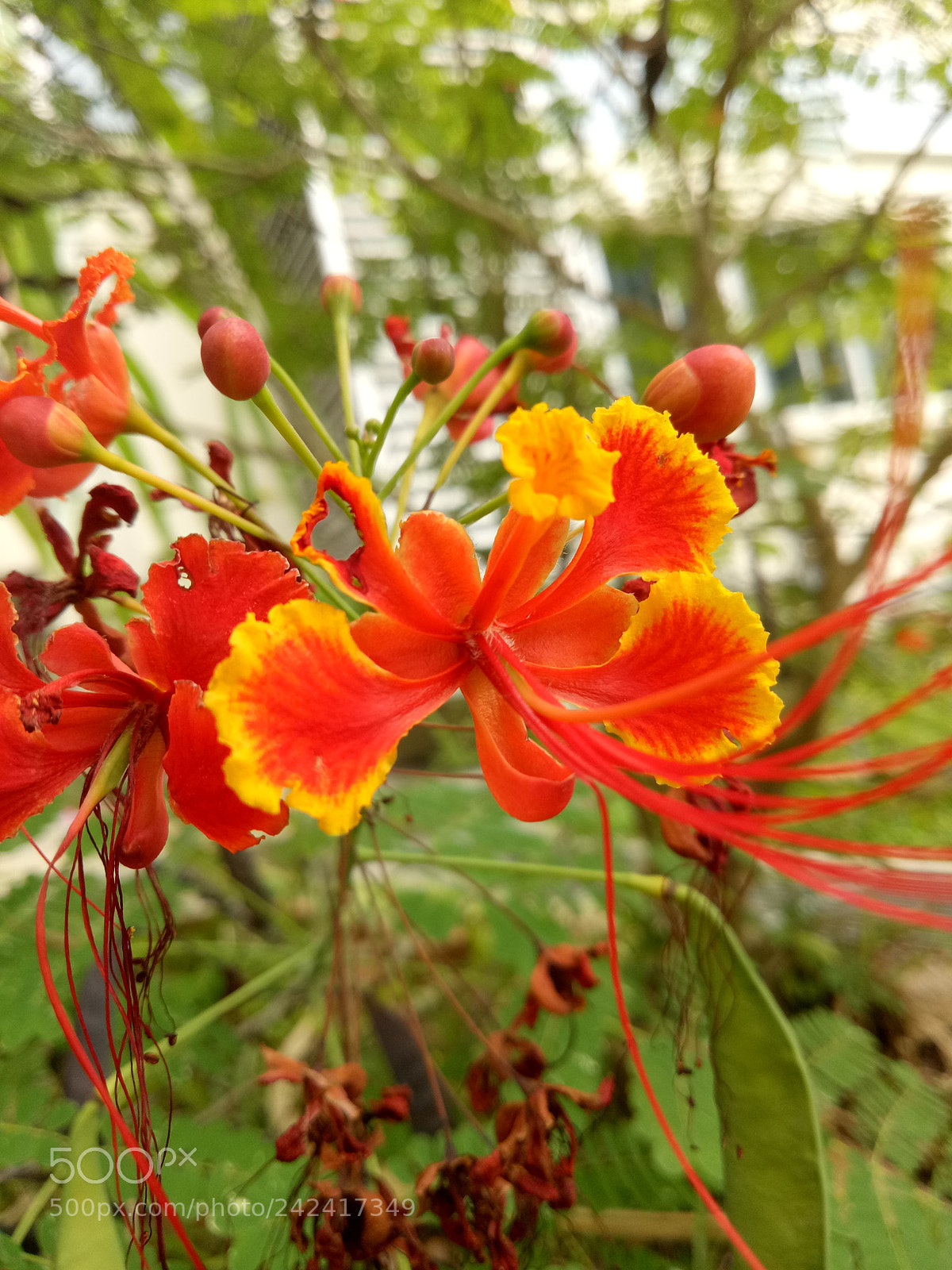 OPPO A1601 sample photo. 11 photography