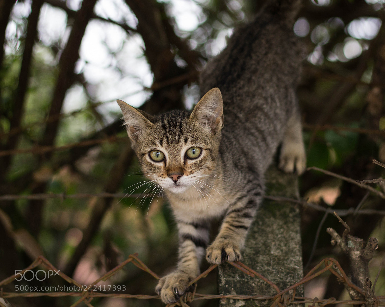 Canon EOS 1200D (EOS Rebel T5 / EOS Kiss X70 / EOS Hi) sample photo. Gato retrato photography