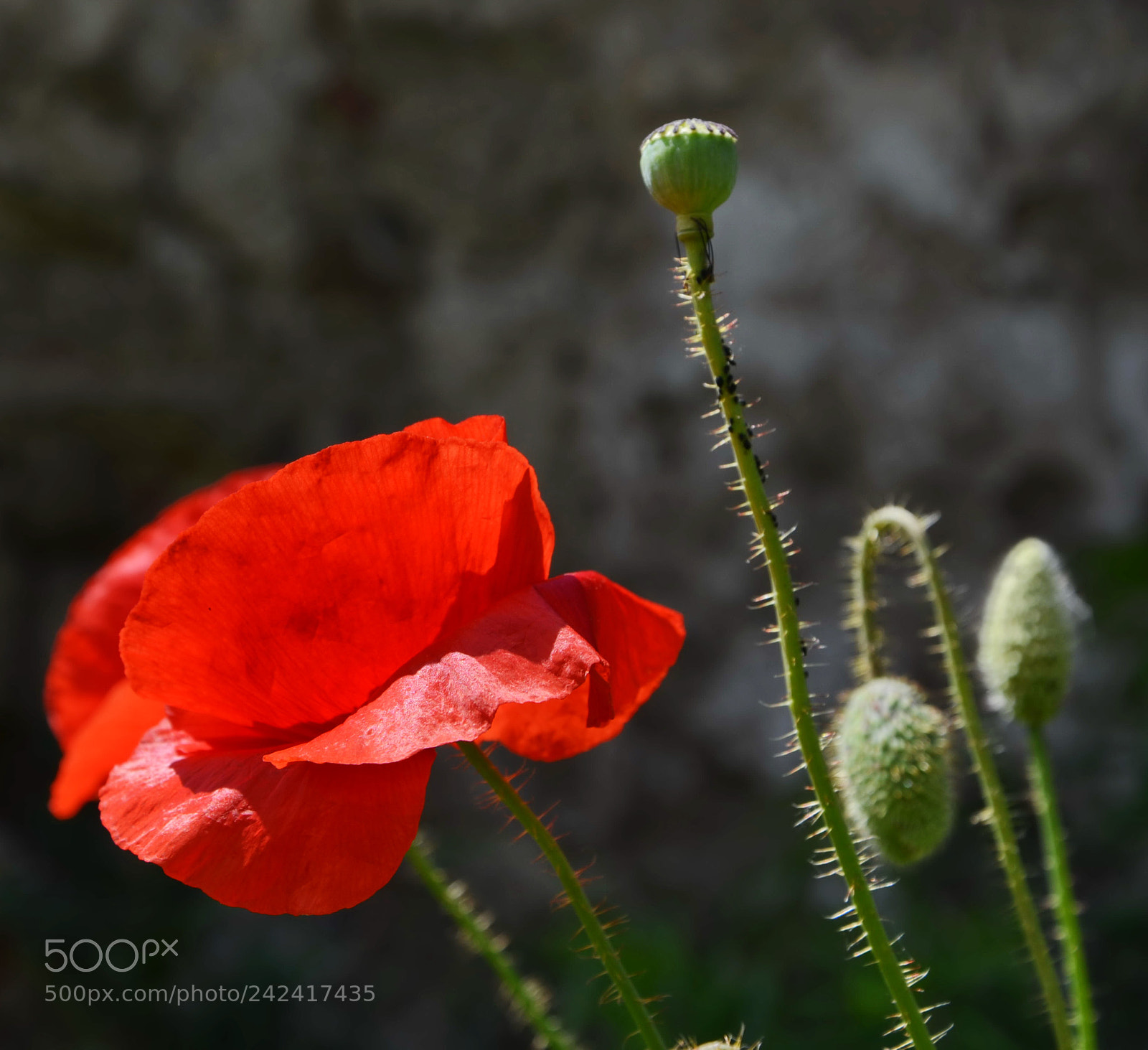 Nikon D5100 sample photo. Poppy portrait photography