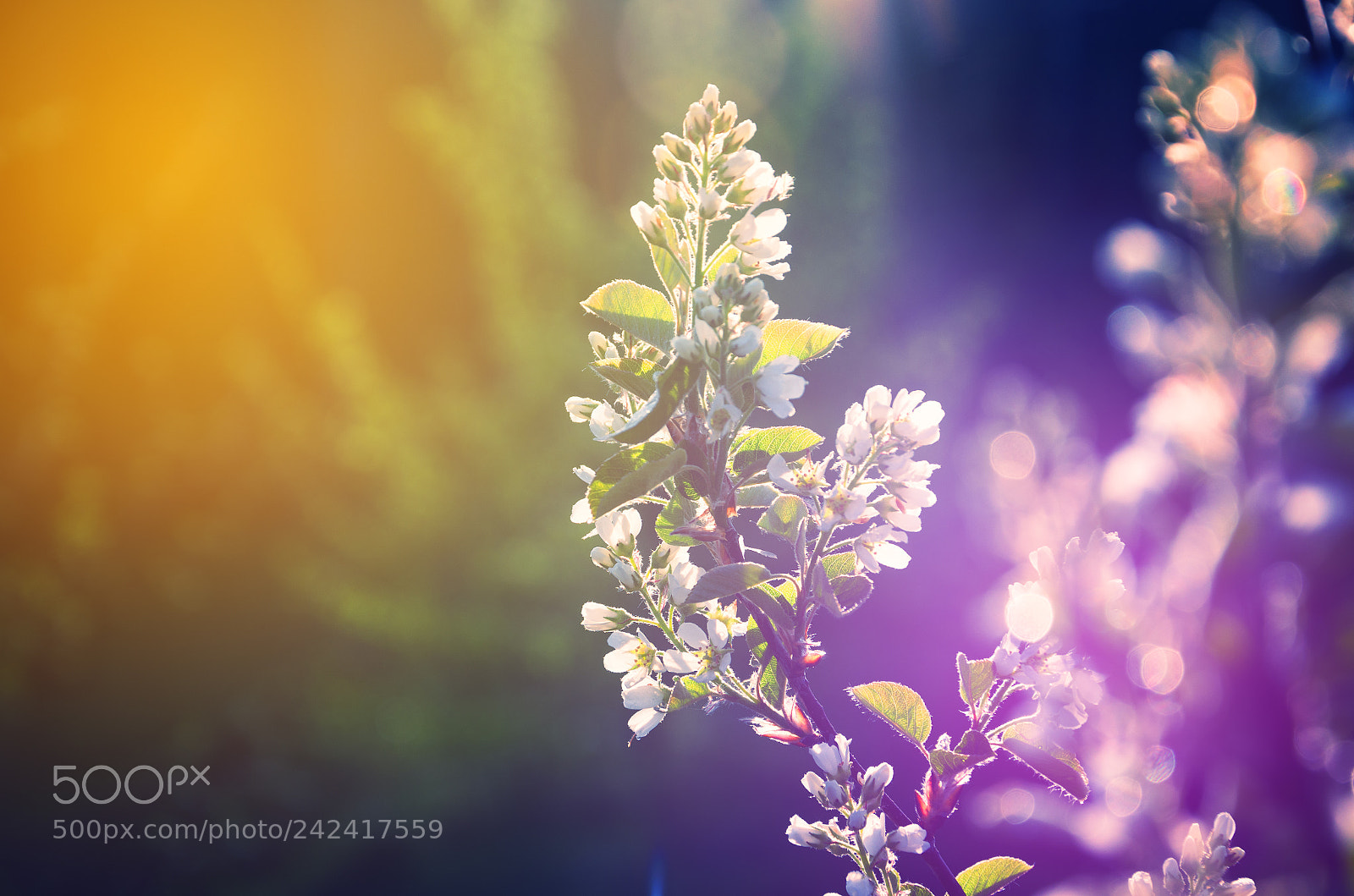 Nikon D5100 sample photo. Blooming cherry tree photography