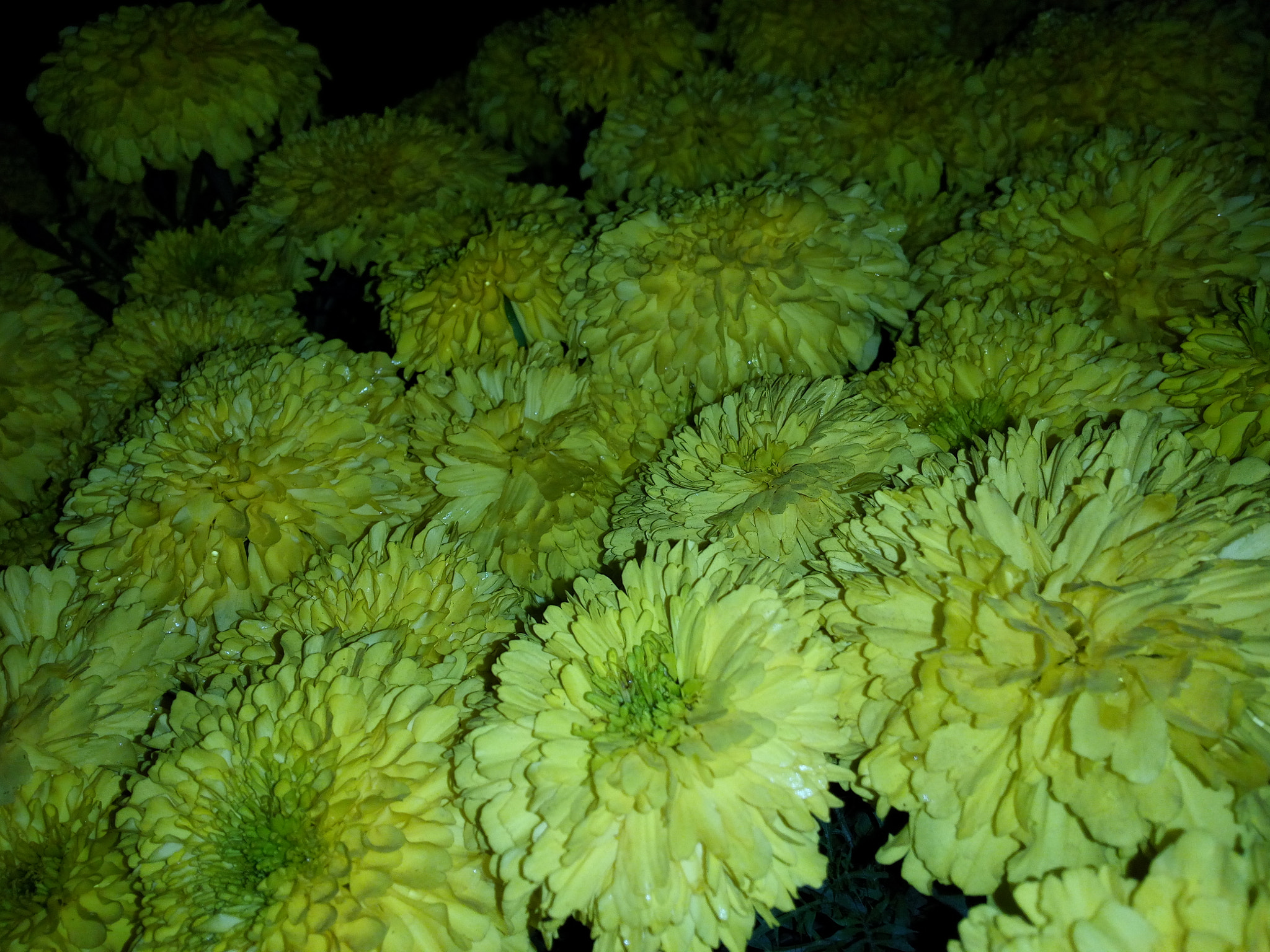 Symphony R100 sample photo