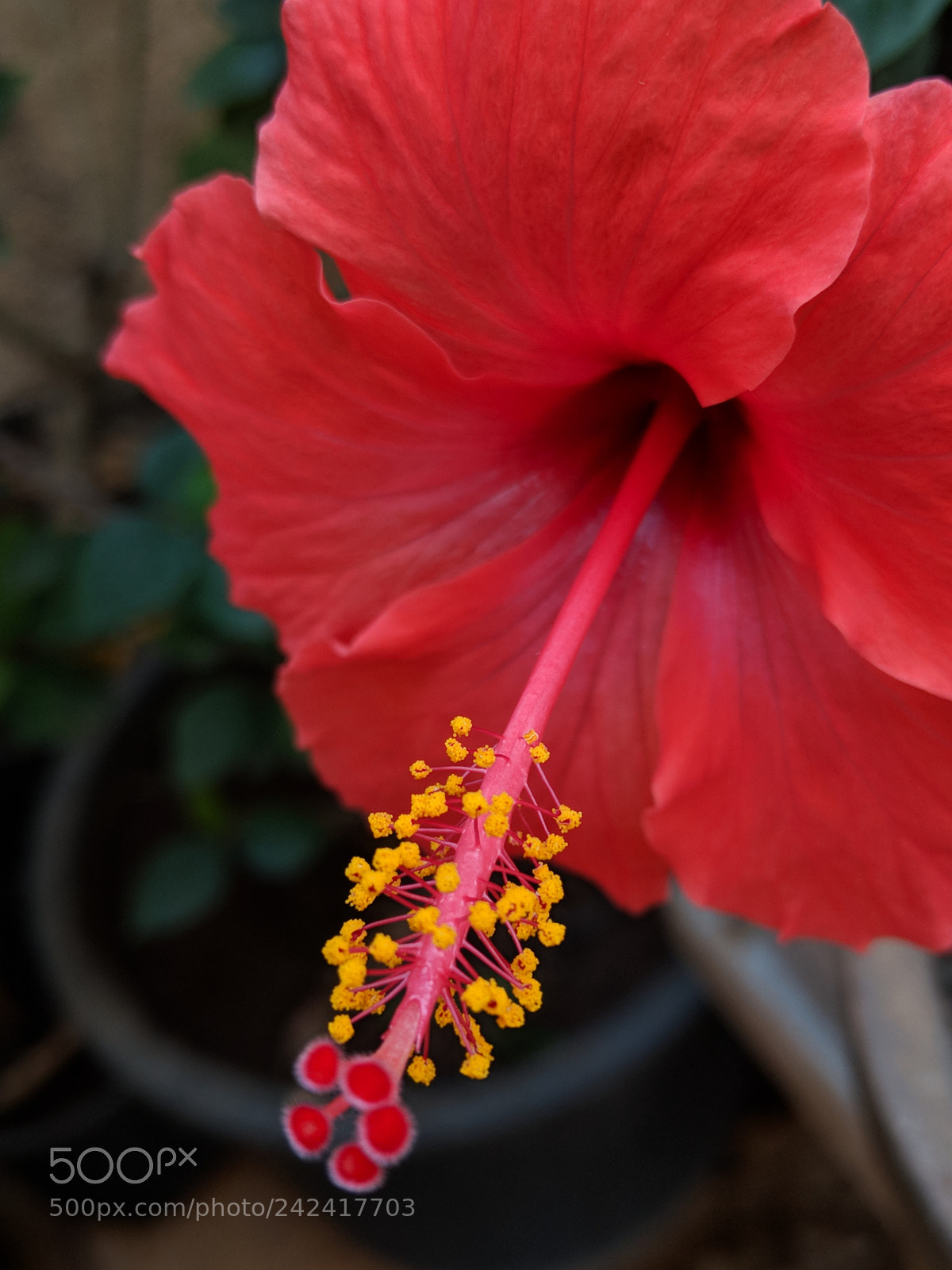 Google Pixel 2 sample photo. Flower from my home photography