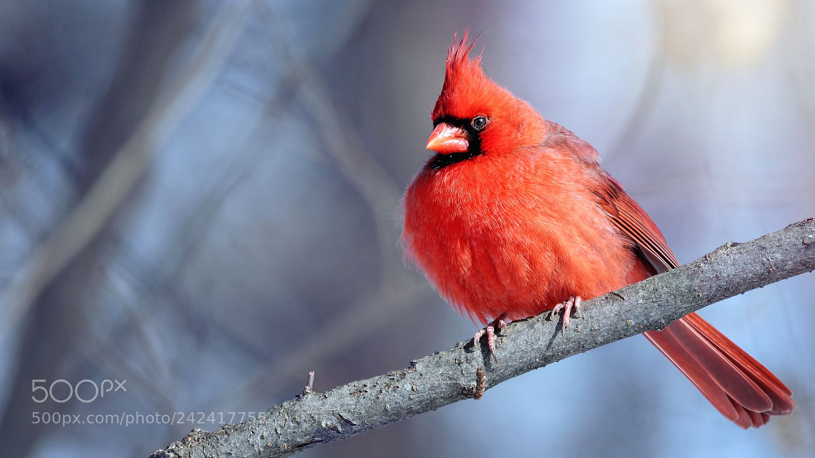 Canon EOS 60D sample photo. Cardinal photography