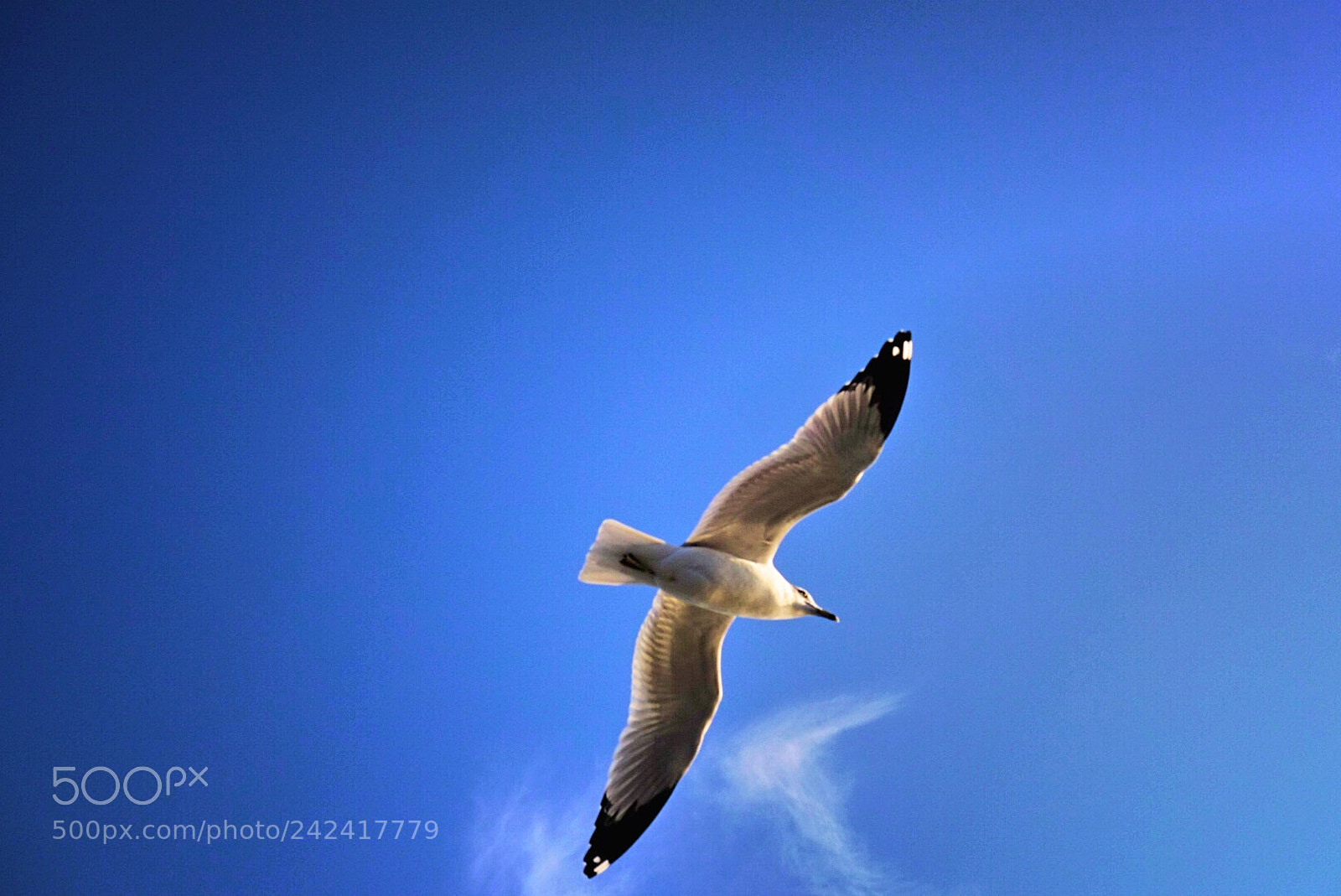 Sony Cyber-shot DSC-RX100 II sample photo. Seagull photography