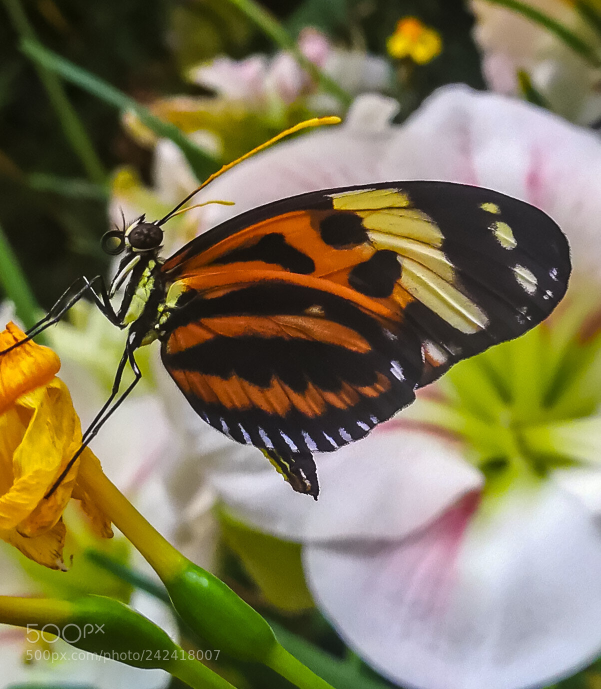 HUAWEI Mate 9 sample photo. Untitled photography
