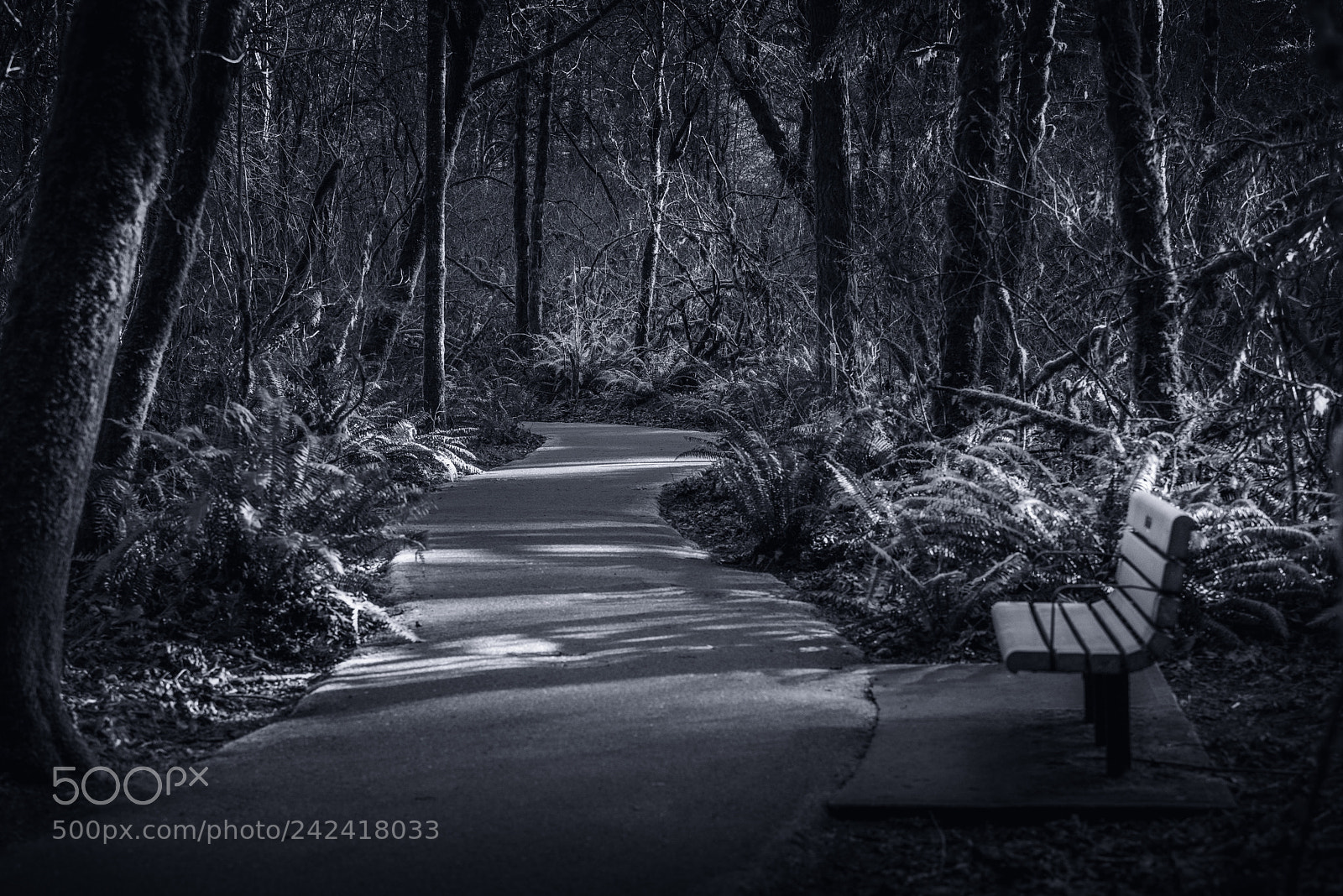 Nikon D810 sample photo. Park bench photography