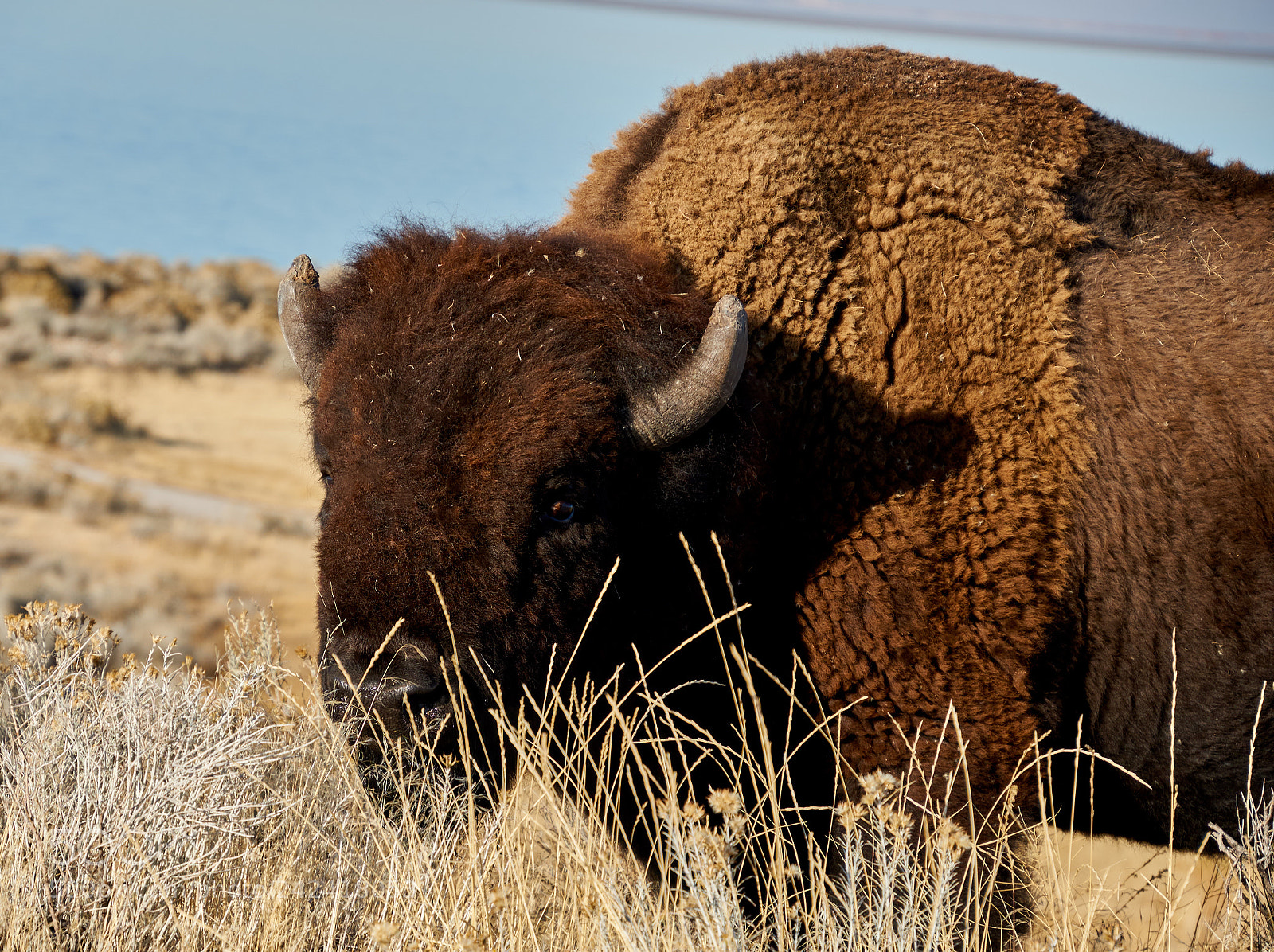 Sony a6500 sample photo. Bison watching, antelope island photography