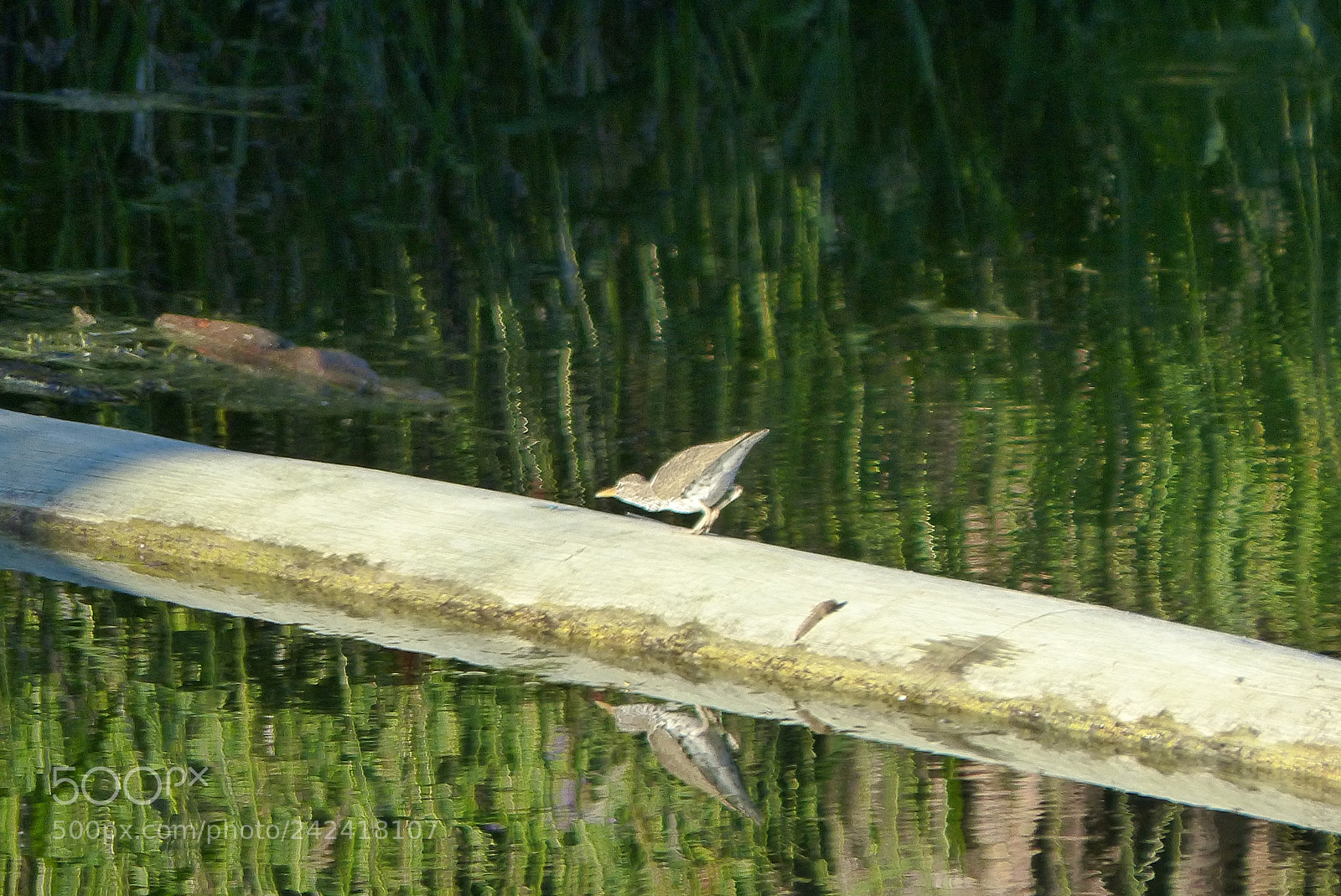 Panasonic Lumix DMC-FZ200 sample photo. Bfadcefbceceb photography
