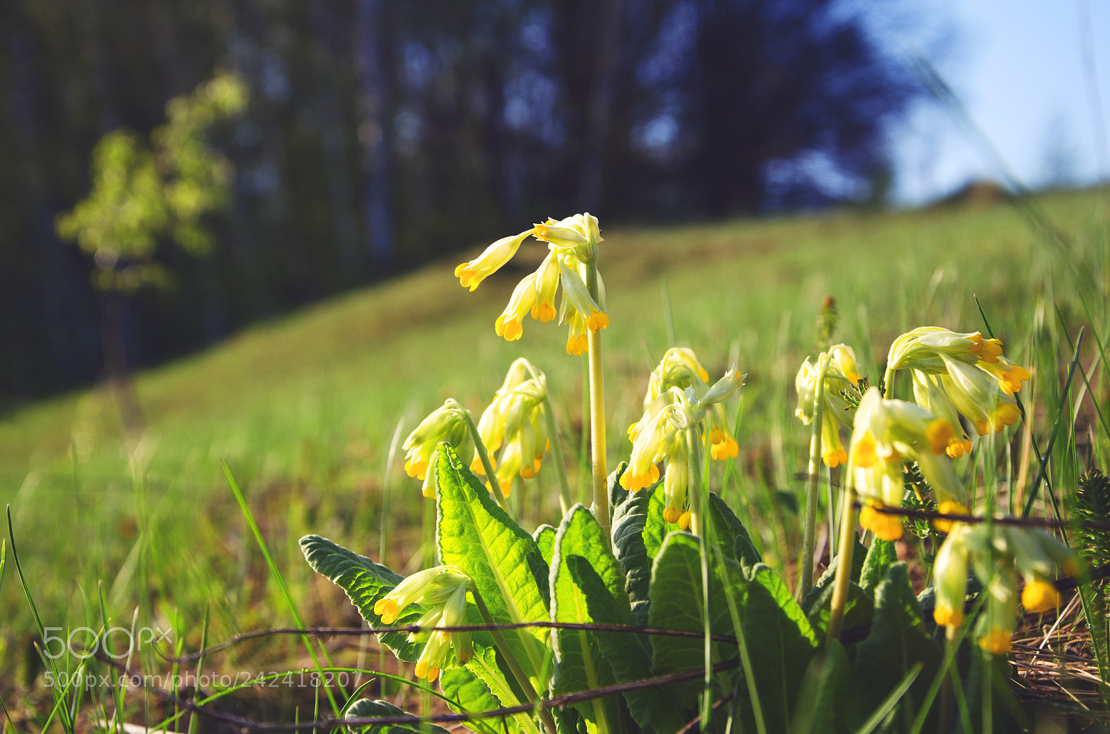 Nikon D5100 sample photo. Springtime.blooming cowslip flowers. photography