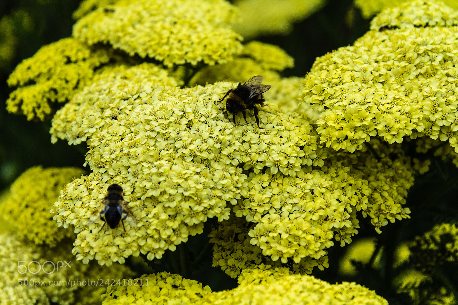 Canon EOS 60D sample photo. Achillea 'hella glashoff' photography
