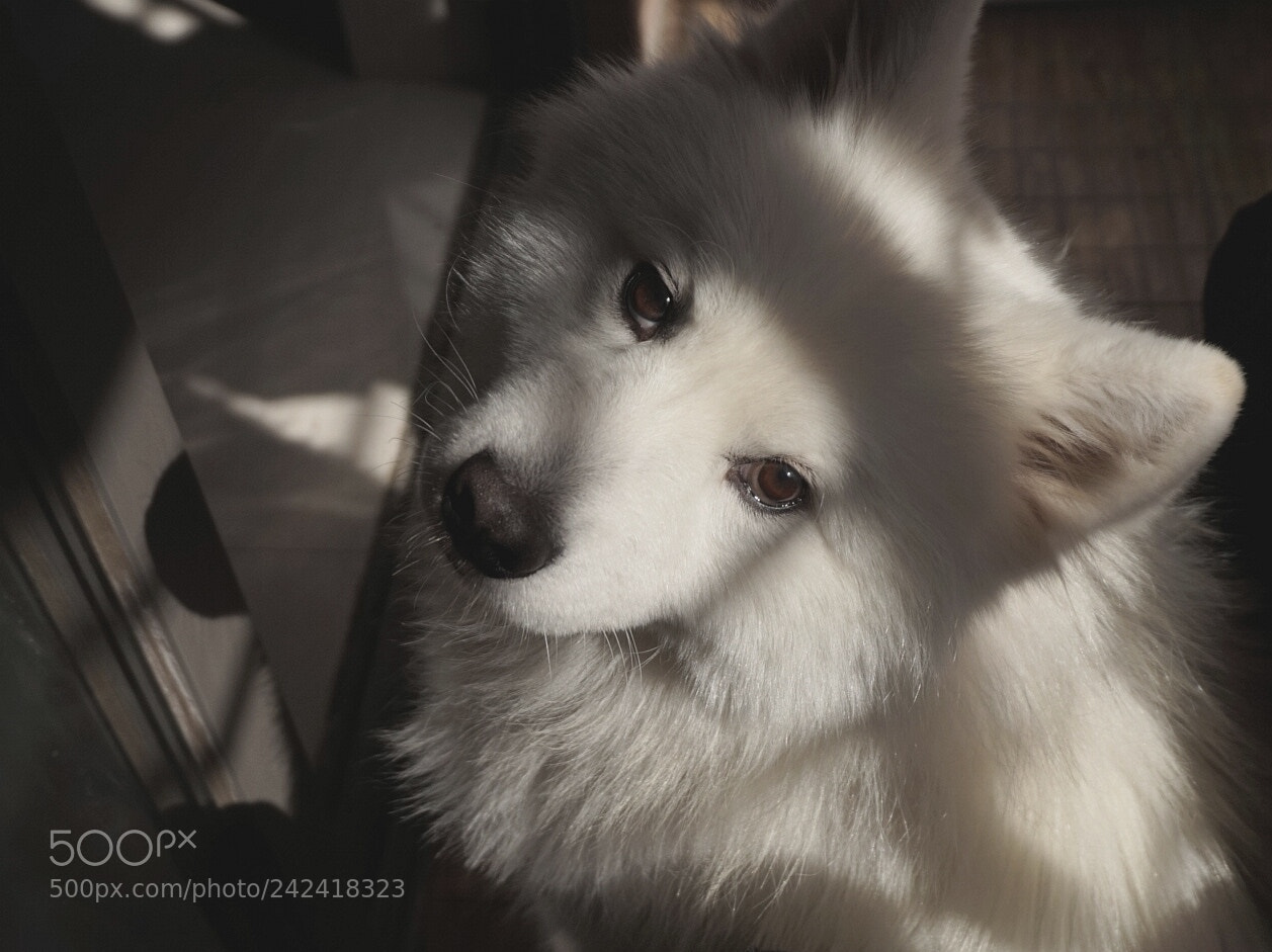 Sony Alpha a5000 (ILCE 5000) sample photo. Long for something photography
