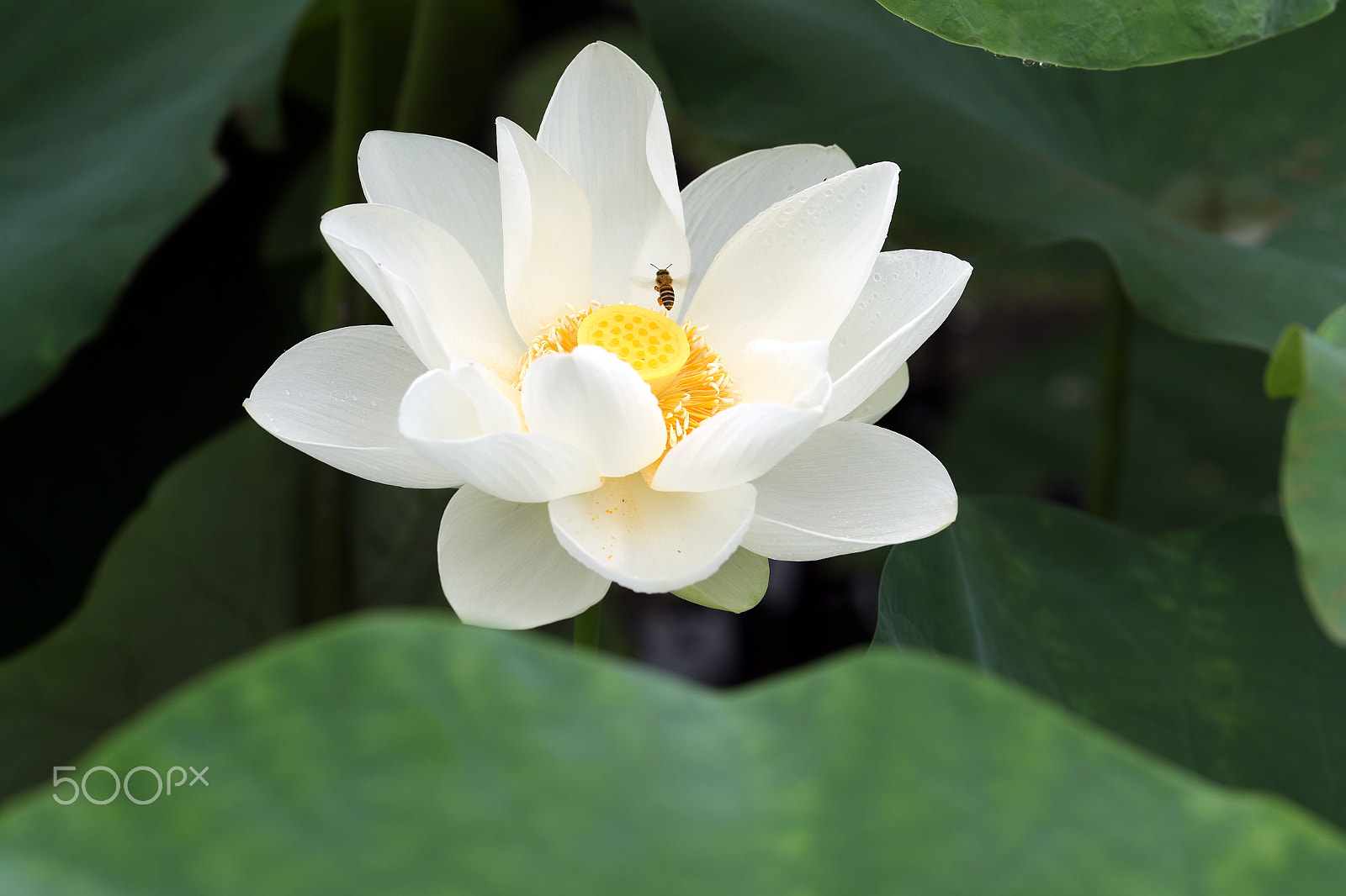 Canon EF 200mm F2L IS USM sample photo. Lotus anh honey photography