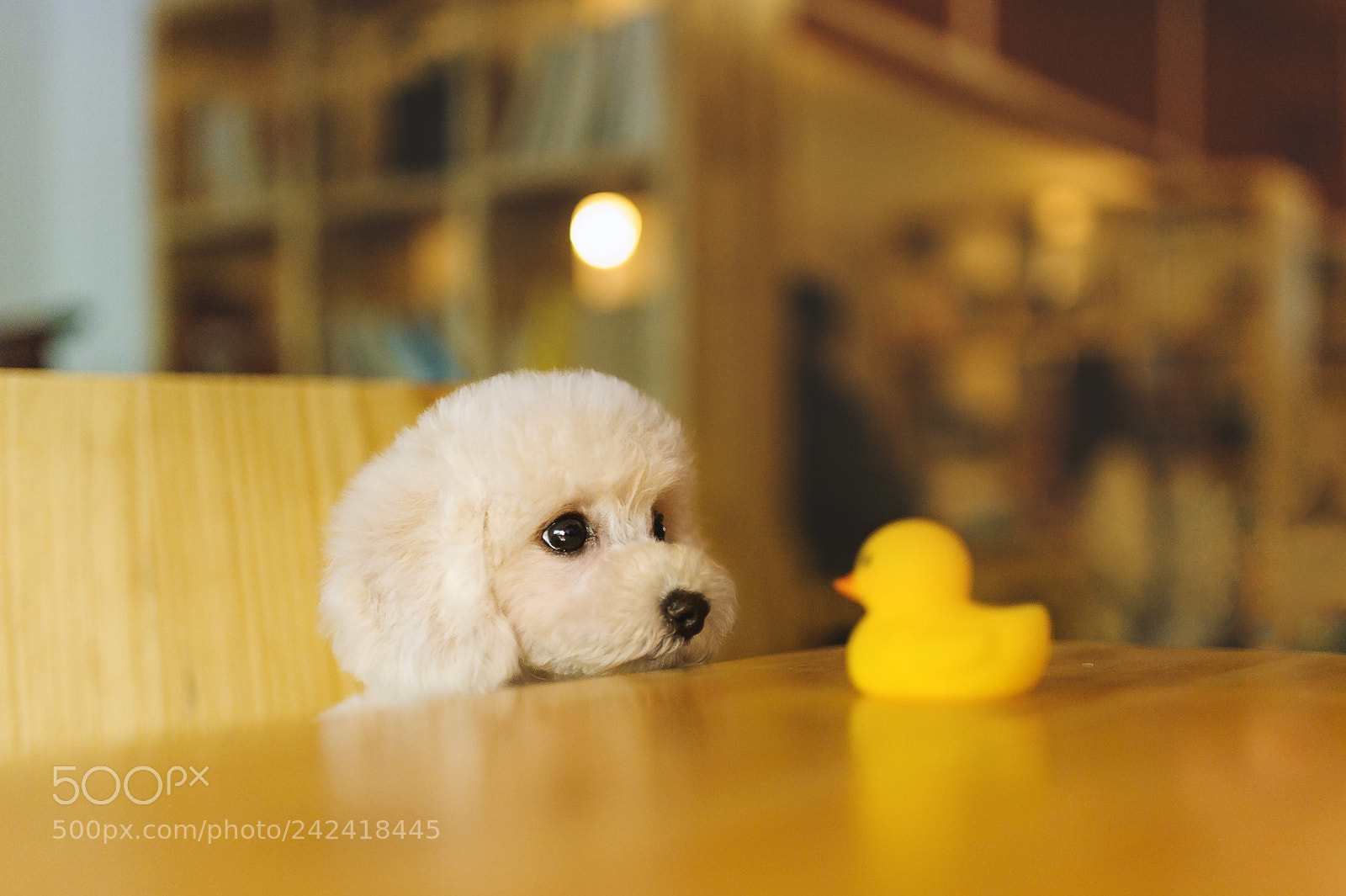 Nikon D700 sample photo. Little dog photography