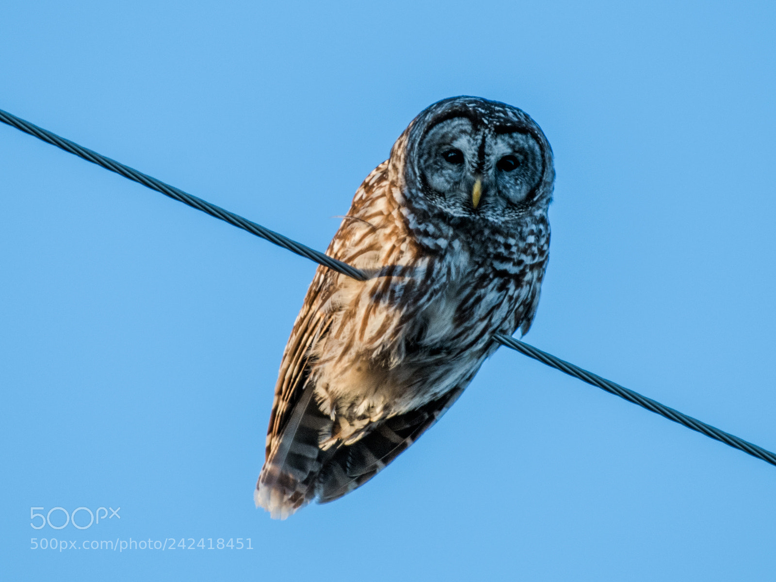 Nikon D850 sample photo. Great gray owl photography