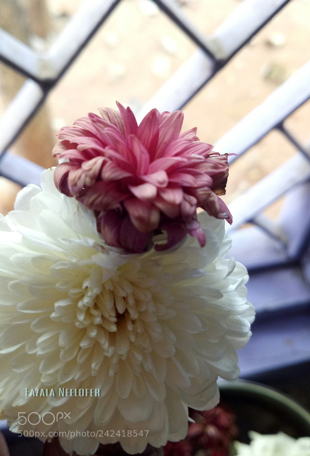 OPPO A1601 sample photo. Untitled photography
