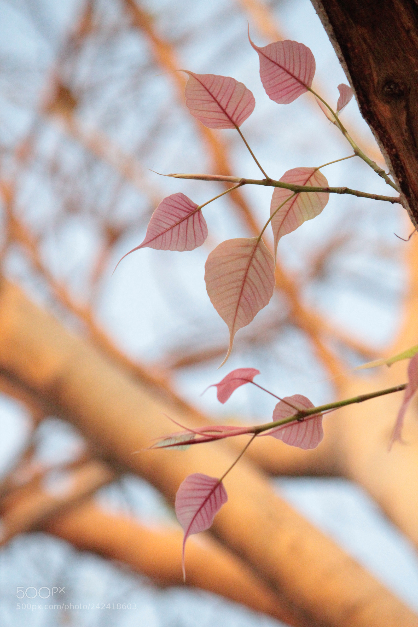 Canon EOS 1200D (EOS Rebel T5 / EOS Kiss X70 / EOS Hi) sample photo. Blossom photography