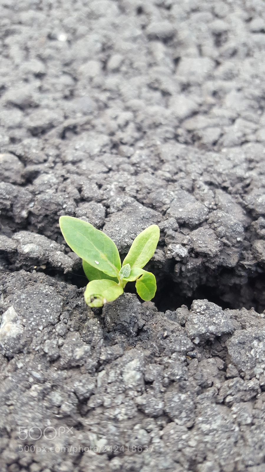 Samsung Galaxy S6 sample photo. Untitled photography