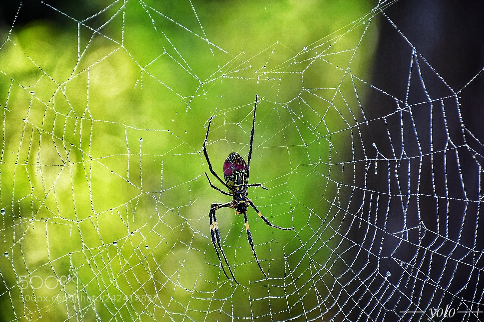 Nikon D5500 sample photo. Winter spider photography