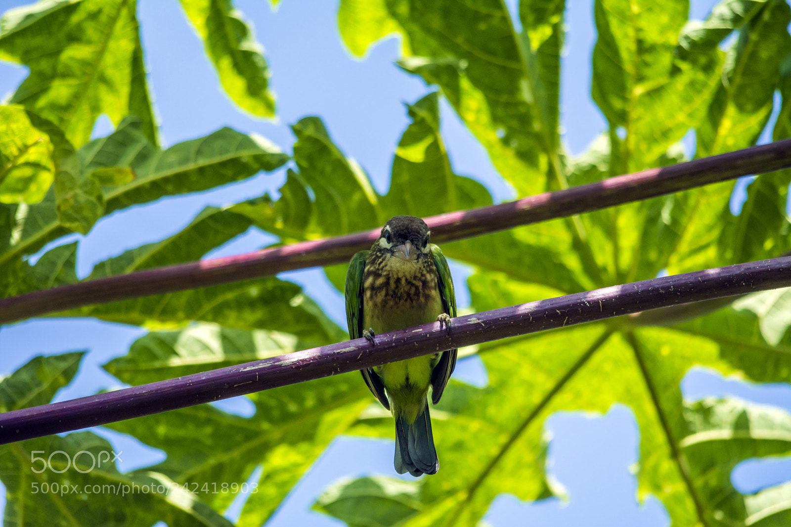 Nikon D7100 sample photo. White cheeked barbet photography