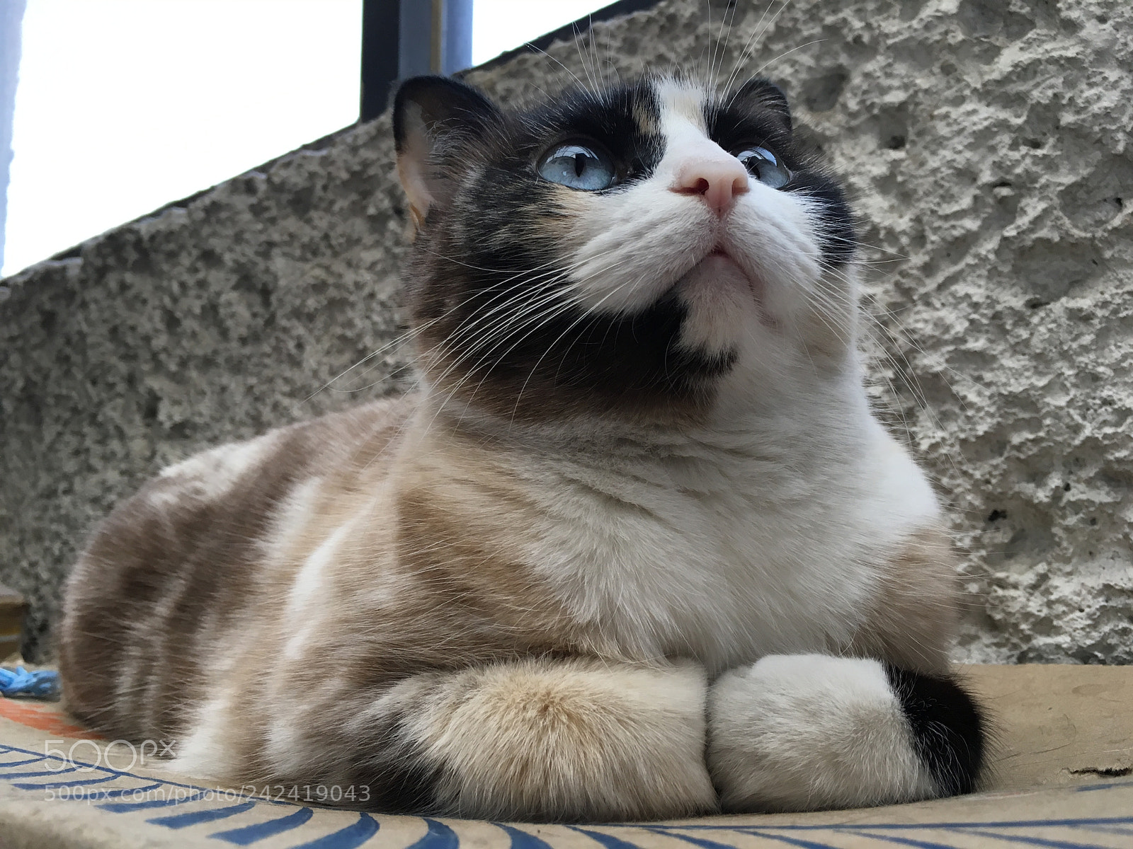 Apple iPhone 6s sample photo. Marcela cat for president! photography