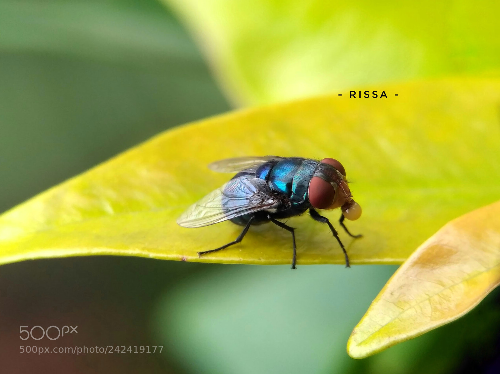 Xiaomi Redmi 3S sample photo. Flies photography