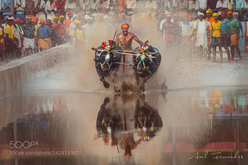 Nikon D800 sample photo. Kambala photography