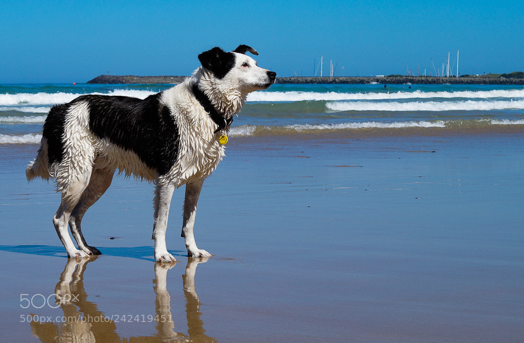 Sony SLT-A58 sample photo. Dogs' coast lifestyle photography