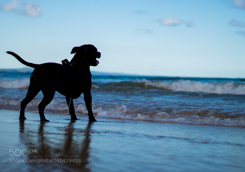 Sony SLT-A58 sample photo. Dogs' coast lifestyle photography